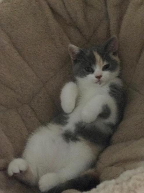 Brits korthaar kittens ️, Dieren en Toebehoren, Katten en Kittens | Raskatten | Korthaar, Meerdere dieren, 0 tot 2 jaar, Gechipt