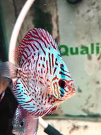 Brilliant tiger turquoise discussen