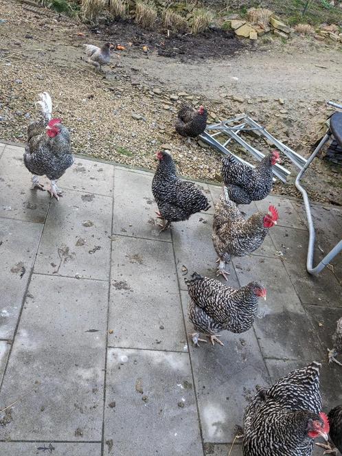 Œufs fécondés Coucou de Malines Crête Simple, Dieren en Toebehoren, Vogels | Toebehoren, Nieuw, Eten en Drinken, Ophalen of Verzenden