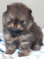 Pomeriaan pup, Dieren en Toebehoren, België, Fokker | Hobbymatig, Keeshond, Reu