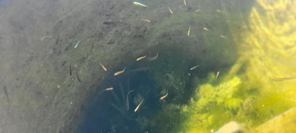 Notropis Chrosomus of Regenboog Elrits (jongen), Poisson, Poisson d'eau douce, Banc de poissons