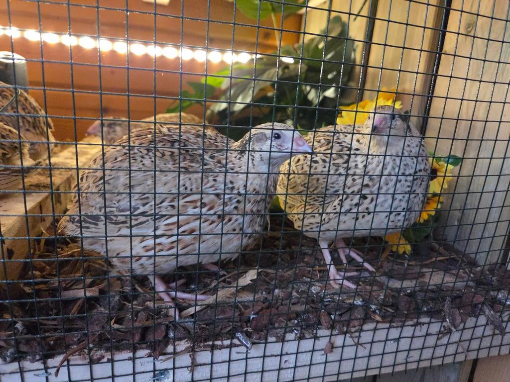 Jumbo kwartel hennen aan de leg, Vrouwelijk