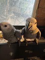 Petit perroquet gris en forme de queue de cheval Super Tame, Animaux & Accessoires, Oiseaux | Perruches & Perroquets, Perroquet