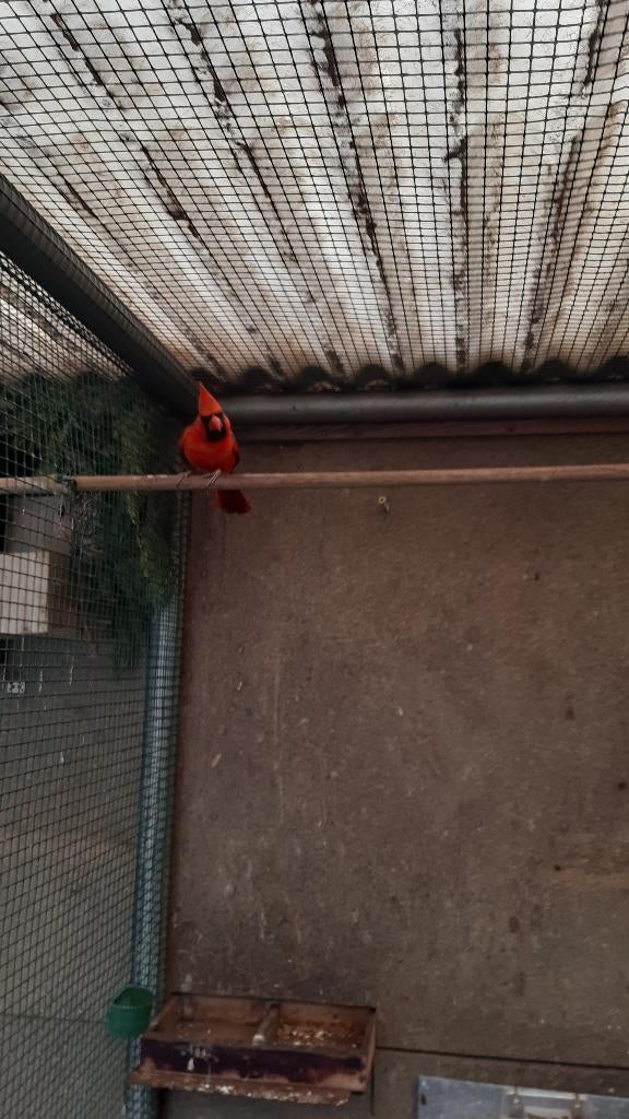 Rode Kardinaal, Oiseau tropical, Bagué