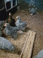 Hanen Mechelse koekoek, Dieren en Toebehoren, Pluimvee