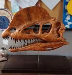 Dilophosaurus schedel levensgroot, Collections, Enlèvement, Crâne