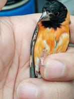 Tarin venezuela mal 2024, Animaux & Accessoires