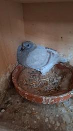 10 jonge duiven klaar om gespeend te worden