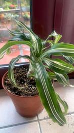 Dracaena, ook bekend als de drakenbloedboom, Enlèvement