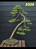 Bonsaï littéraire Juniperus itoigawa, Enlèvement ou Envoi