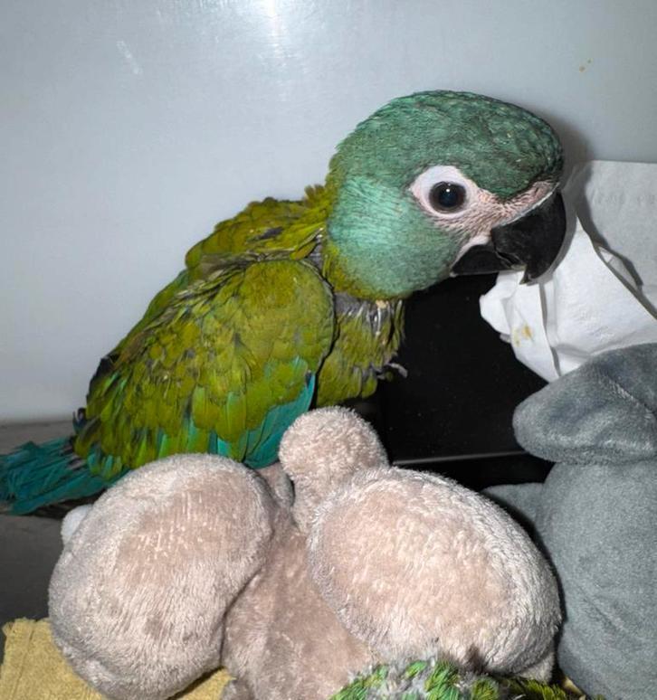 Tammer en équipe ️ Baby Couloni ara, Animaux & Accessoires, Oiseaux | Perruches & Perroquets, Perroquet, Mâle, Parleur, Domestique