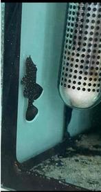 L181 pleco, Dieren en Toebehoren