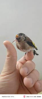 M parva Chardonneret mâle pure 135€