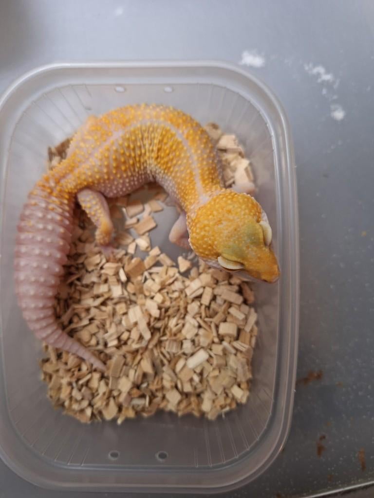 volwassen luipaardgekko's wy sunglow, Hagedis, 0 tot 2 jaar