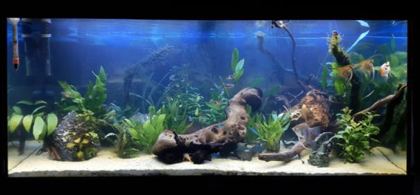 Juwel 180l, Dieren en Toebehoren, Ophalen, Inclusief vissen, Juwel, Gevuld zoetwateraquarium