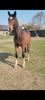 Jaarling hengst, perfecte pedigree., Dieren en Toebehoren, Hengst, M