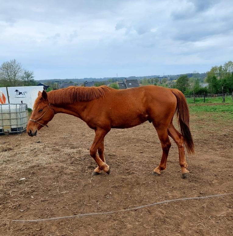 Prachtig 3 jarig zangersheide paard, Animaux & Accessoires, M, Avec pedigree, Étalon, Poney E (1.48 m - 1.57m)