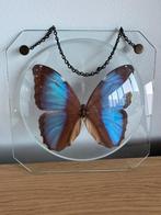 Vintage blauwe Morpho vlinder achter bol dubbel glas, Enlèvement