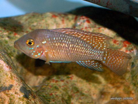 Cichliden, geofaag, veerkracht, amerikaanse, Dieren en Toebehoren