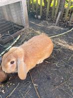 mannetjes dwergkonijn ong. 10 maanden oud, Dieren en Toebehoren, Mannelijk, Dwerg, Hangoor, 0 tot 2 jaar