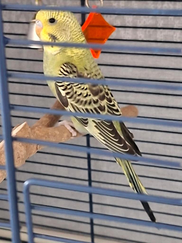 PERRUCHE ONDULÉE BÉBÉ, Animaux & Accessoires, Oiseaux | Perruches & Perroquets, Perruche, Mâle