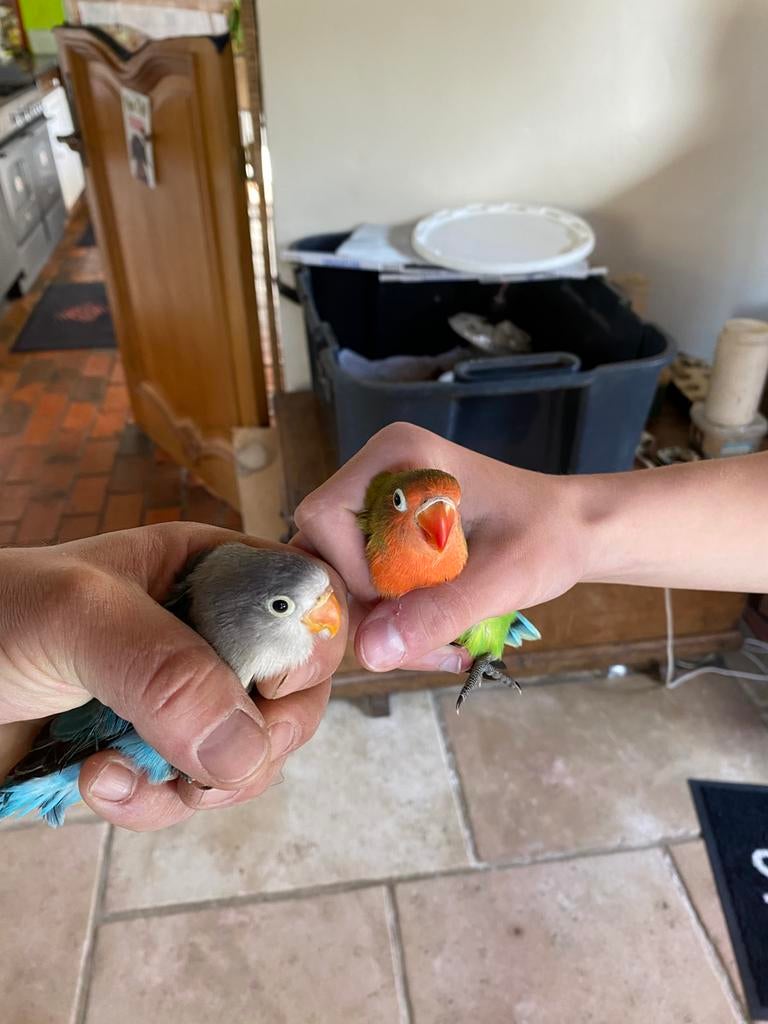 Ficherie dwergpapegaai