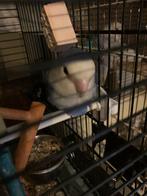 man agapornis met kooi