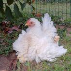 Œufs à éclore Serama, Sexe inconnu, Poule ou poulet