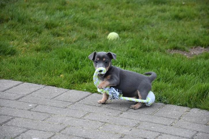 Laagbenige lieve jack pupjes, Animaux & Accessoires, Chiens | Jack Russell & Terriers, Plusieurs animaux, Jack Russel Terrier