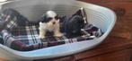 Shih Tzu pups, Animaux & Accessoires, Chiens | Chihuahuas & Chiens de compagnie, Plusieurs, Chihuahua, Hépatite contagieuse (maladie de Rubarth)