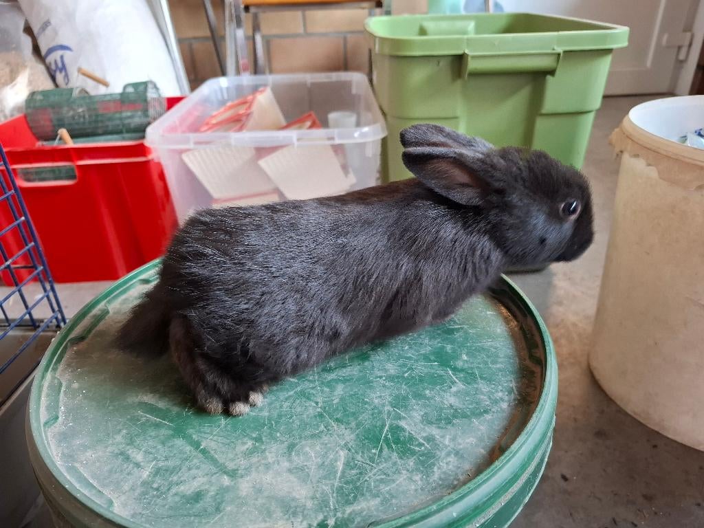 Dwerg konijntjes, Plusieurs animaux, Nain, 0 à 2 ans