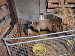 Bleu du maine ooi met ooilam, Dieren en Toebehoren, Schapen, Geiten en Varkens, Vrouwelijk