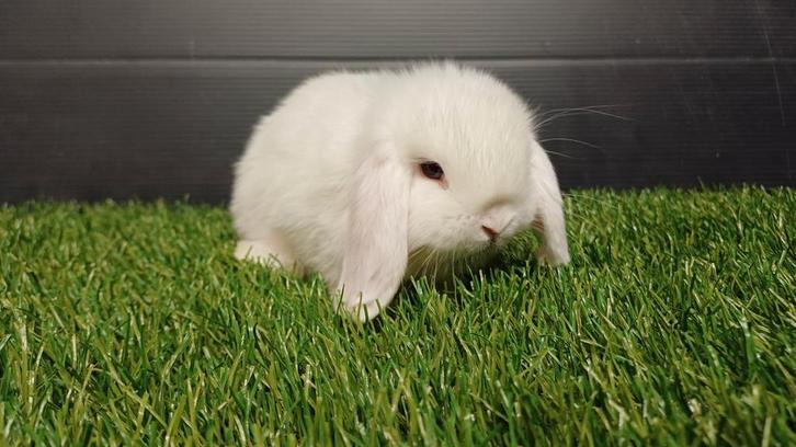 Handtamme raszuivere vrouwelijke konijnen jong, Dieren en Toebehoren, Konijnen, Dwerg, Vrouwelijk, 0 tot 2 jaar, Hangoor