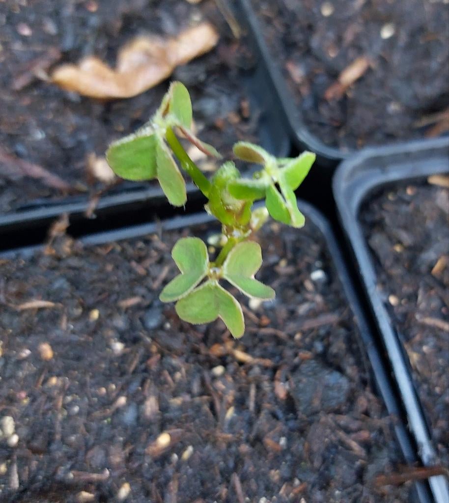 Oca - p9, Enlèvement