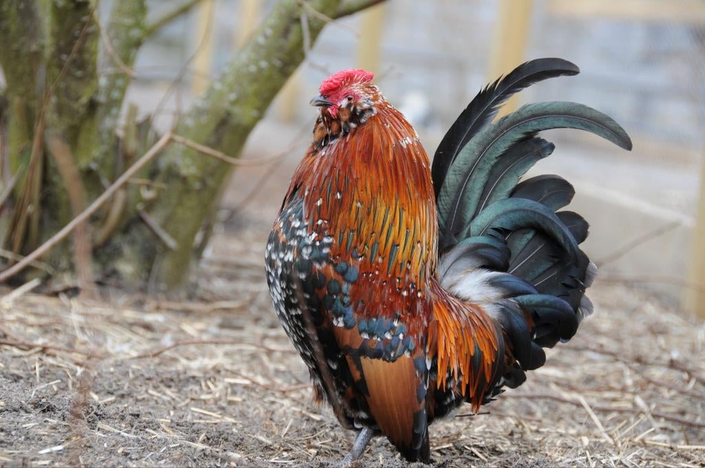 Antwerpse baardkriel broedeieren, Ophalen of Verzenden