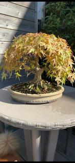Bonsai Acer Palmatum 30 jaar+, Ophalen of Verzenden, Lente