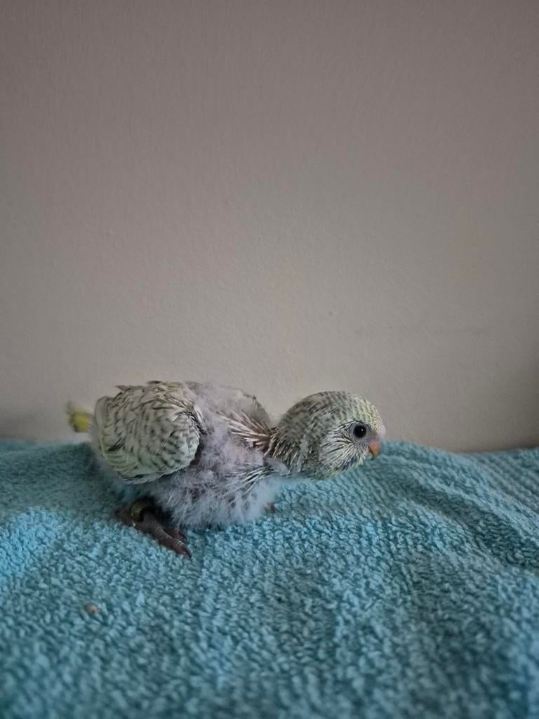 Grasparkiet, Dieren en Toebehoren, Geringd