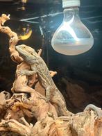 Compleet Woestijnterrarium (120 cm), Tam