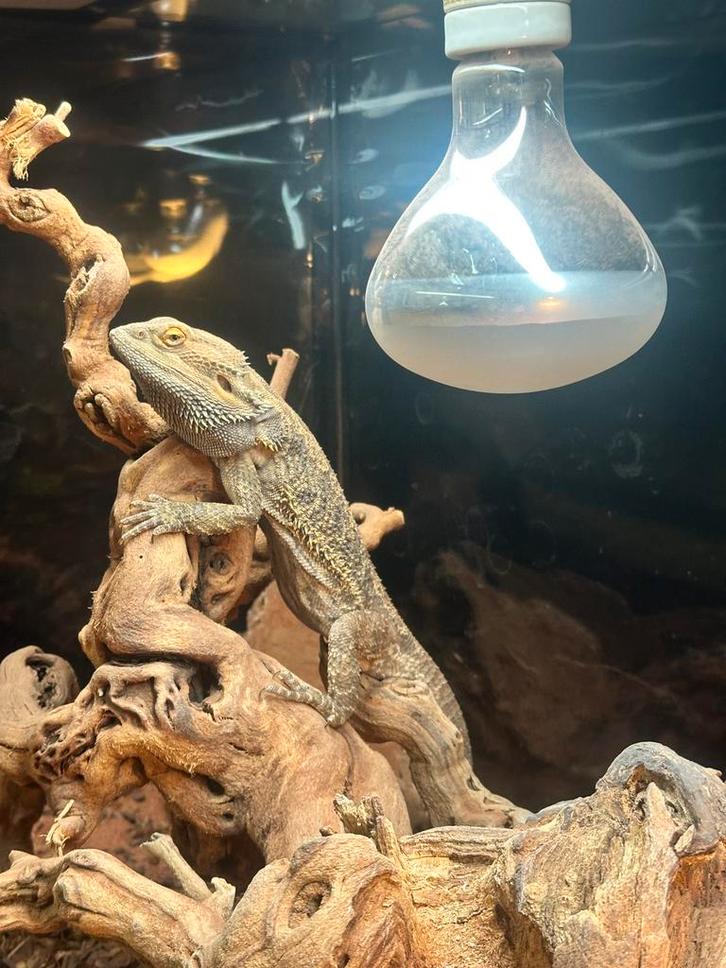 Compleet Woestijnterrarium (120 cm), Dieren en Toebehoren, Reptielen en Amfibieën, Tam