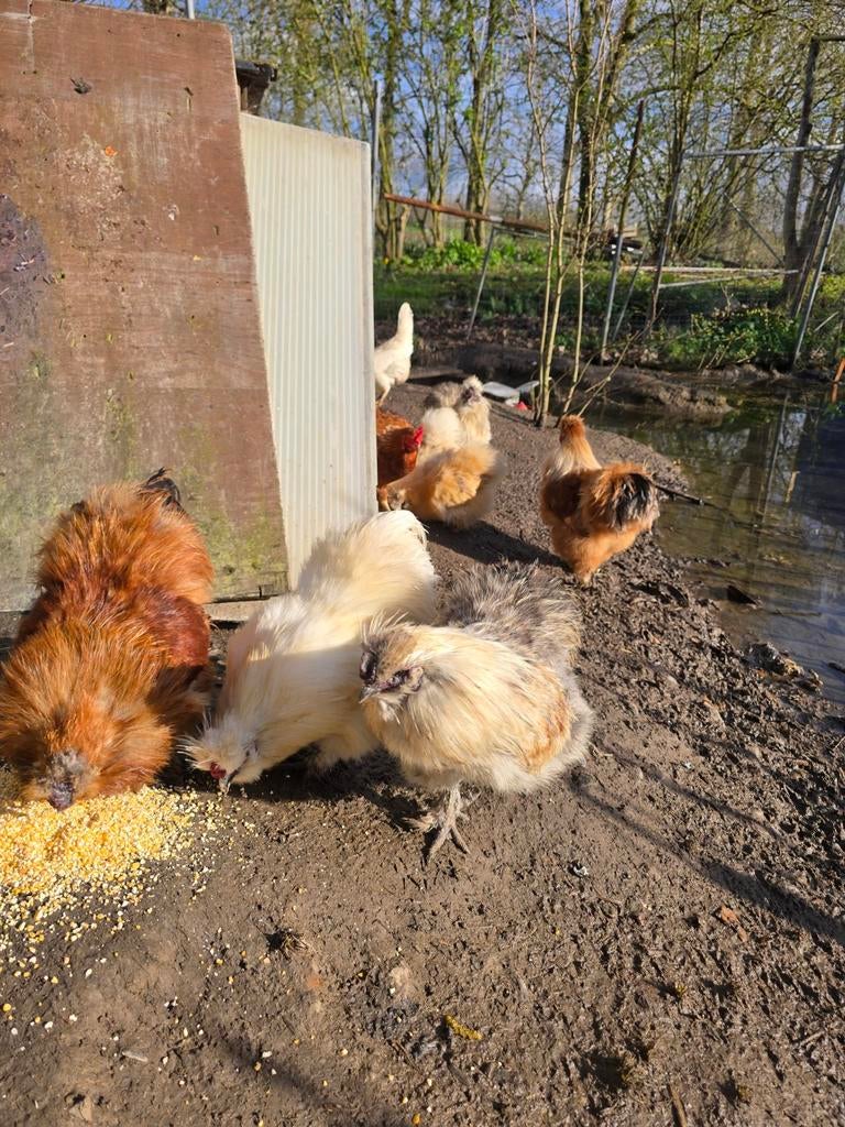 Zijdehoen haantjes, Dieren en Toebehoren