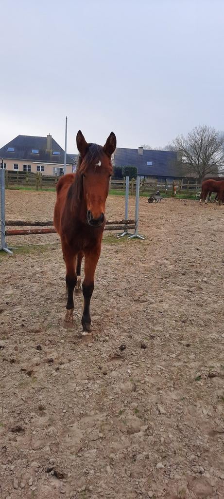 2 jarige Don't touch Tiji Hero merrie, Dieren en Toebehoren, Paarden, Hengst, Z