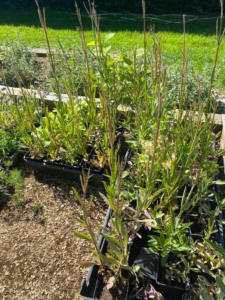 Verbena plantjes, Vaste plant, Halfschaduw, Zomer, Ophalen