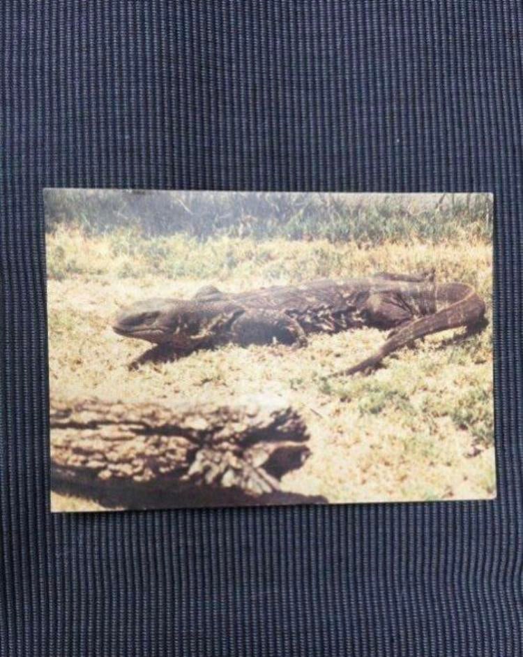 Postkaart Steppenvaraan, Collections, Cartes postales | Animaux, Enlèvement ou Envoi, 1980 à nos jours, Non affranchie, Reptile