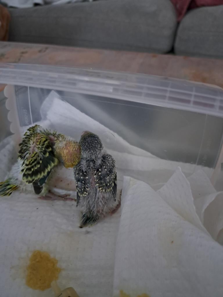 2 kleine grasparkieten groen en blauw, Dieren en Toebehoren, Tam