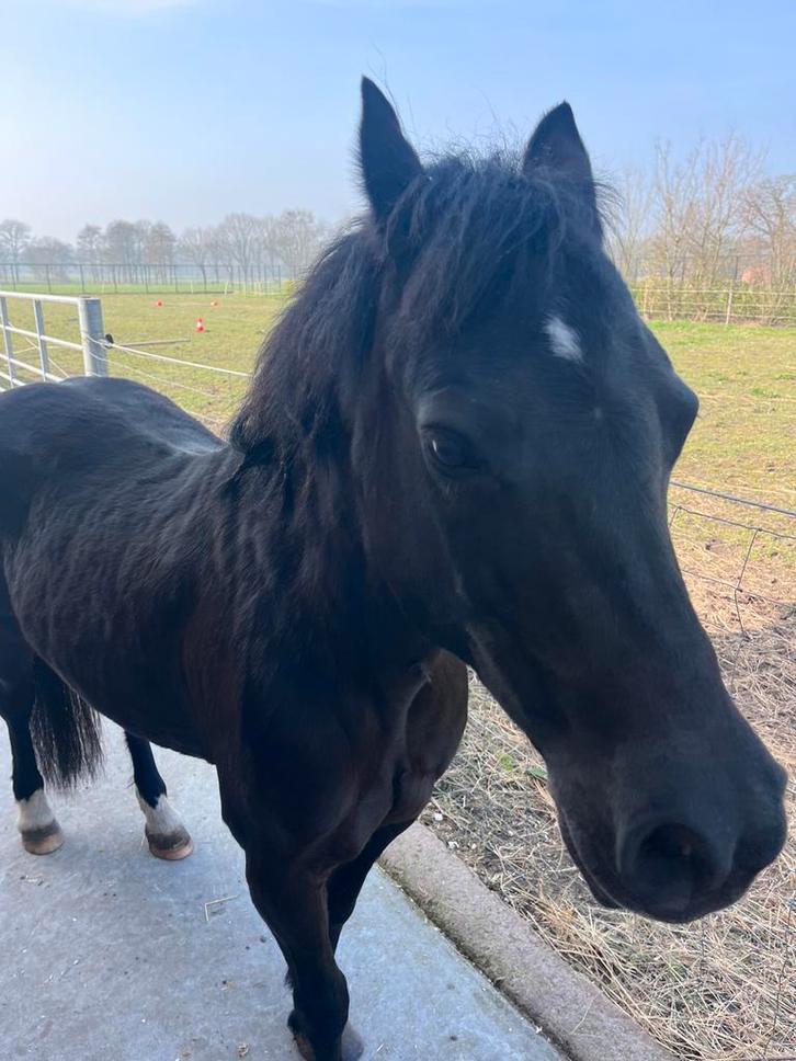 B pony, Animaux & Accessoires, Chevaux, Jument, B, Moins de 160 cm, 11 ans ou plus, Cheval de récréation, Avec pedigree, Vermifugé