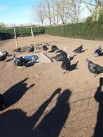 zwarte sierkalkoenen, Animaux & Accessoires, Volatiles, Plusieurs animaux, Dinde