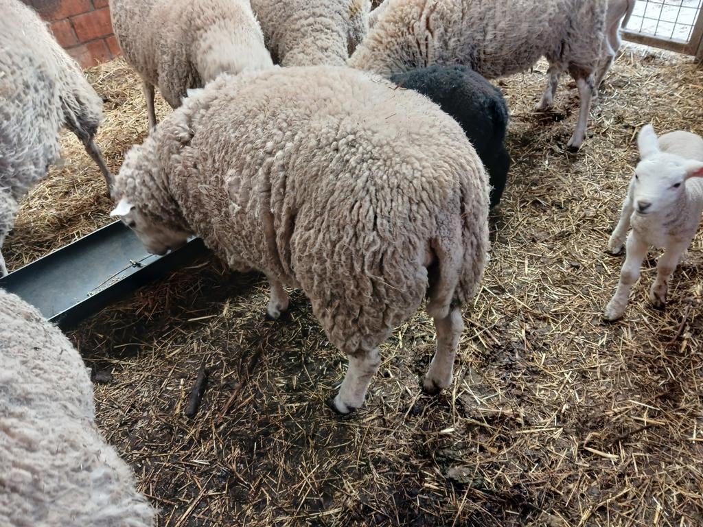 Dekram, Dieren en Toebehoren, Schapen, Geiten en Varkens