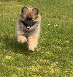 Chiot spitz allemand femelle, Animaux & Accessoires, Chiens | Huskys, Loulous & Types primitifs, Loulou, Chienne, Belgique, Un chien