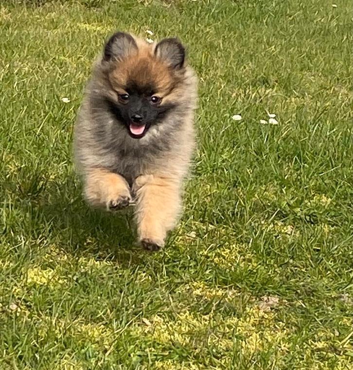 Chiot spitz allemand femelle, Animaux & Accessoires, Chiens | Huskys, Loulous & Types primitifs, Chienne, Loulou, Éleveur | Professionnel