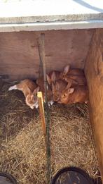 Frans vlinderkonijn, Dieren en Toebehoren, Konijnen, Meerdere dieren, Groot, 0 tot 2 jaar